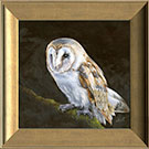barn-owl-in-frame