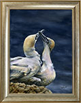 gannets-framed