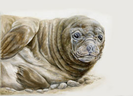 Baby-elephant-seal