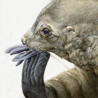 Antarctic Fur Seal print