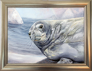 weddell-seal-framed
