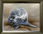 seal-scratching-framed
