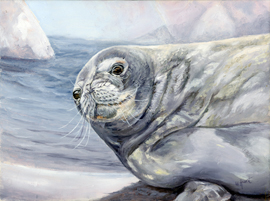 Weddell seal oil painting