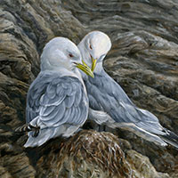 kittiwakes-frame