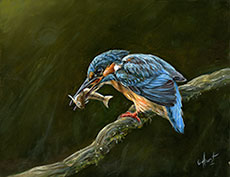 Kingfisher3