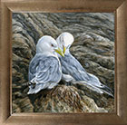 kittiwakes-frame