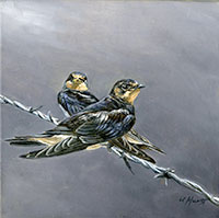 swallows