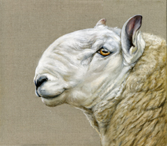 Cheviot-tup-Northern