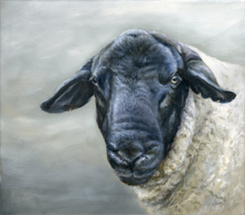 Suffolk-ram-Mr-Moody