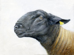 Suffolk-ewe