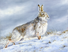 Mountain-hare